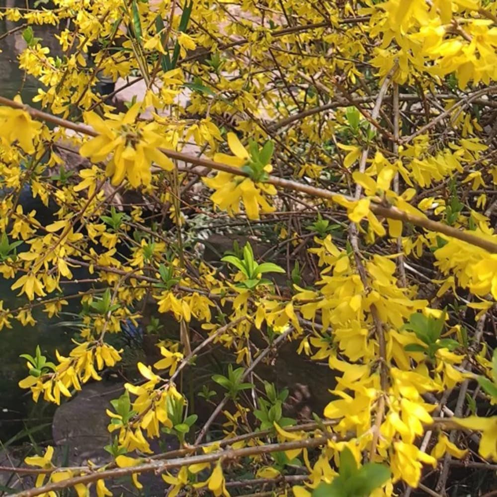 Forsythie Strauch, Schnell Wachsende Sträucher Forsythia Suspensa, Bio Kräutergarten Geschenk Stauden Winterhart Mehrjährig Kräutersamen 20Samen