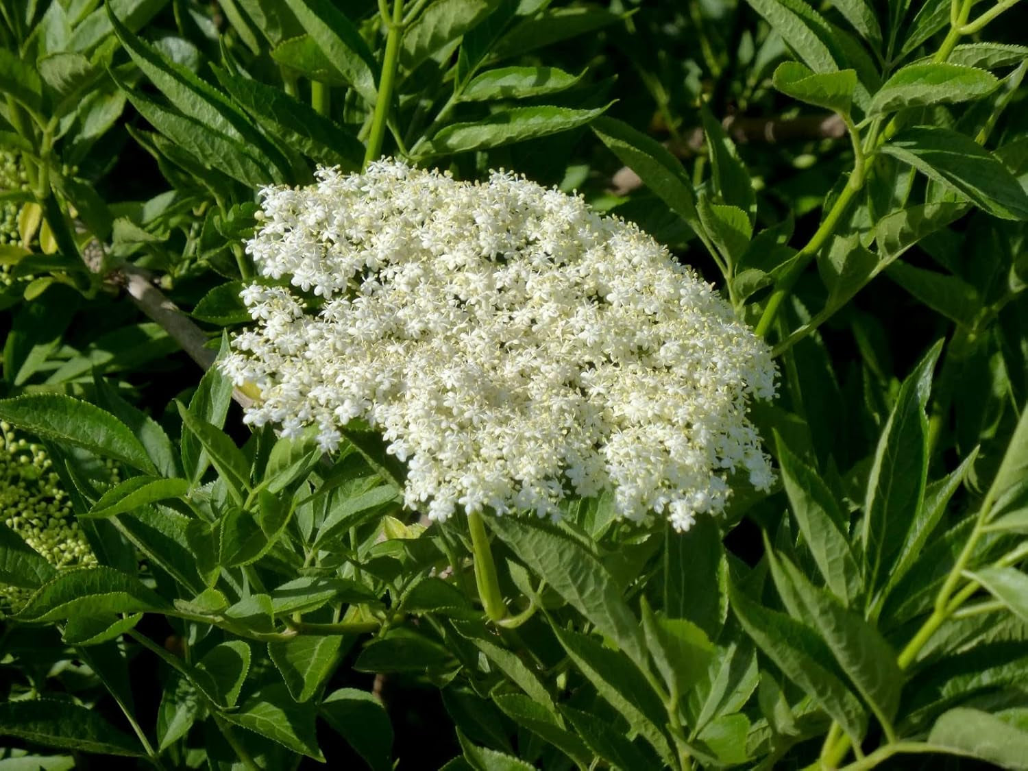 50 Samen Von Sambucus Nigra (Holunder Oder Schwarzer Holunder)