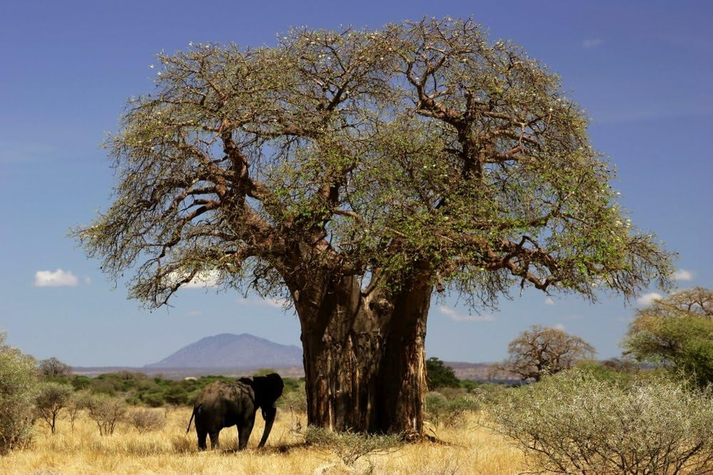 SAFLAX - Geschenk Set - Afrikanischer Affenbrotbaum - 6 Samen - Mit Geschenk- / Versandbox, Versandaufkleber, Geschenkkarte Und Anzuchtsubstrat - Adansonia Digitata