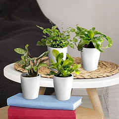 Vdvelde.Com - Mini Plants 20-20 Farne Und Zimmerpflanzen - Ø 6 Cm ↥ Ca. 10 Cm - Ohne Töpfe