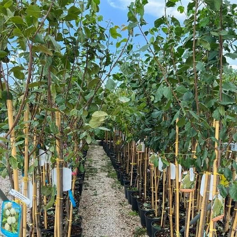 Regina Pflaumen Claudia Gialla - Obstpflanze Alte Frucht Auf Blumentopf 20 - Baum Max 170 Cm – 2 Jahre Anbau Italien