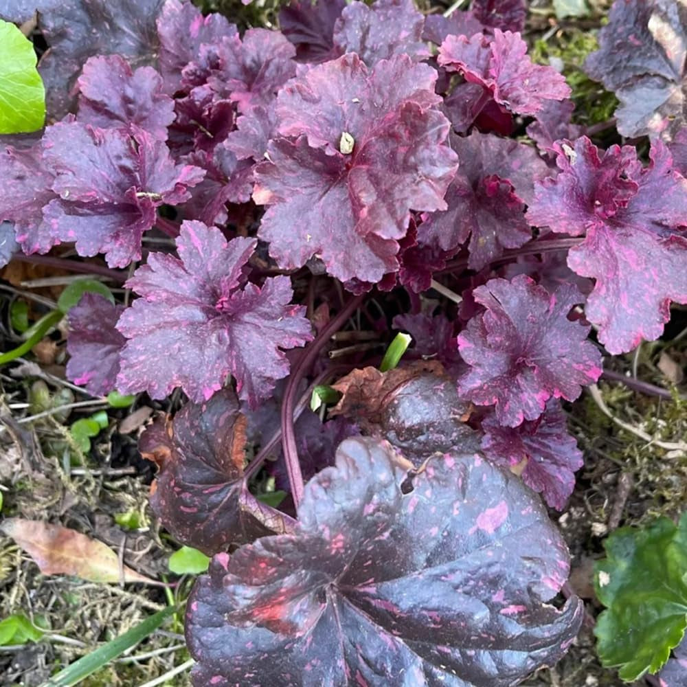 Heuchera - Purpurglöckchen Hochbeet Sträucher Winterhart Blühend Balkon Kräutergarten Küche Indoor Exotische Balkon Blumensamen Gastgeschenk Kräuterpflanzen 100Samen