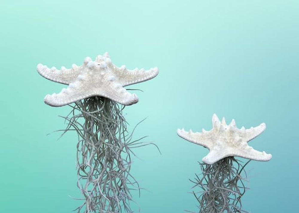 2 Weiße Gebleichte Seesterne Mit Spanischem Moos Tillandsia Zimmerpflanzen.