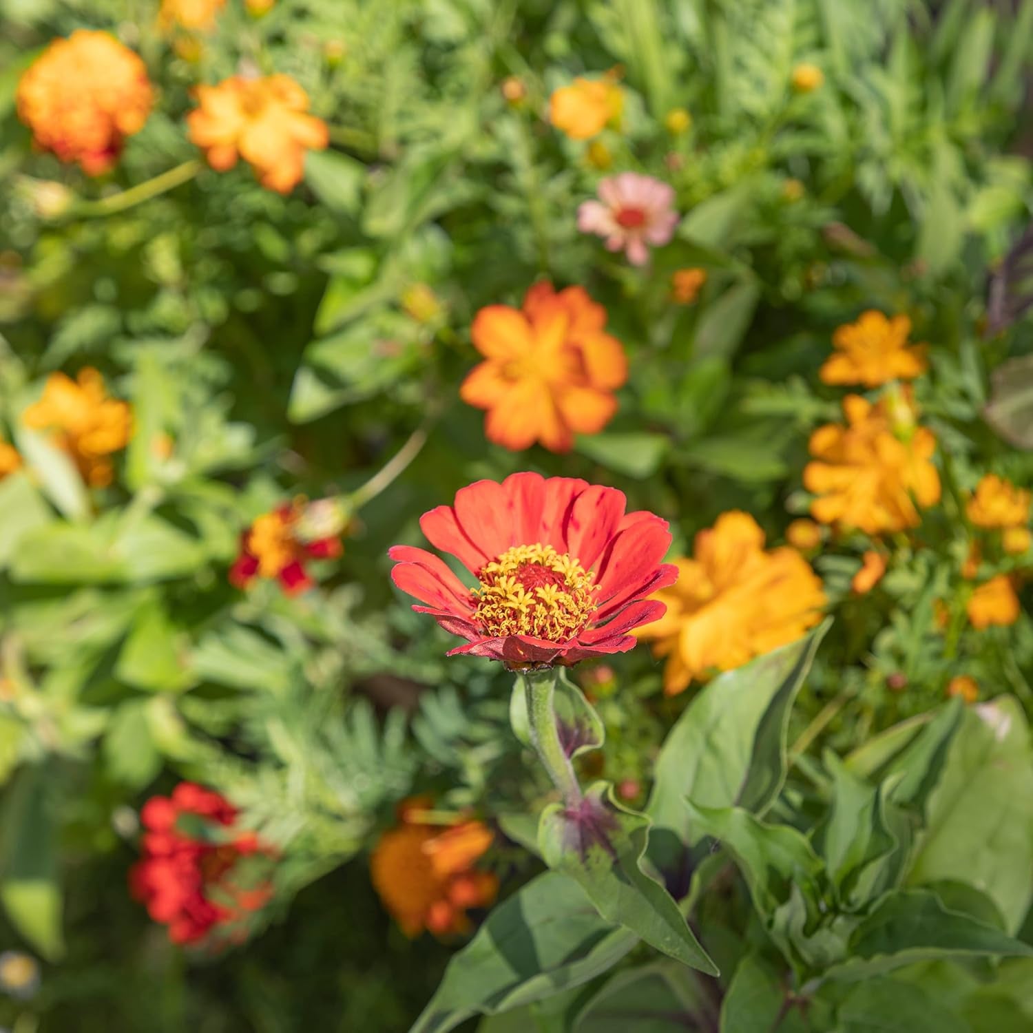 Mix di fiori colorati per balconi - 2 tappetini per semi di fiori da balcone premium Fiori estivi facili da coltivare e semi di fiori selvatici da semi annuali adatti agli insetti