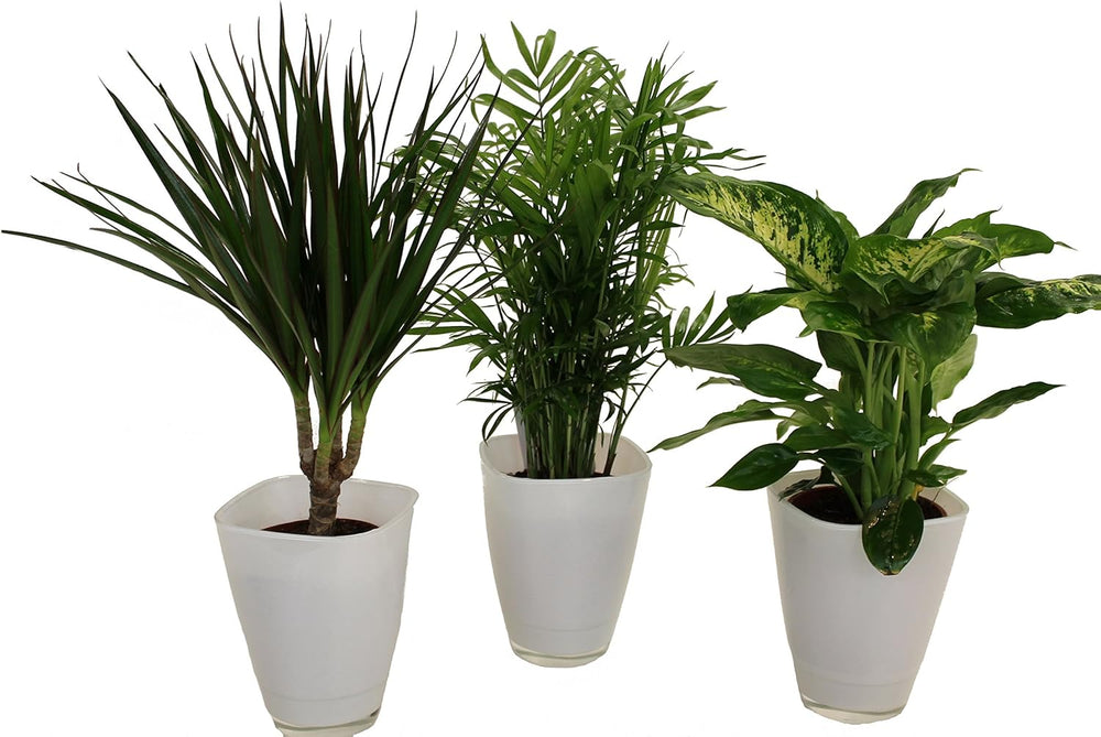 Dominik Blumen Und Pflanzen, Zimmerpflanzen Set Aus 1X Diefenbachie, 1X Zimmerpalme Und 1X Drachenbaum (Dracaena Marginata), 10-12 Cm Topf