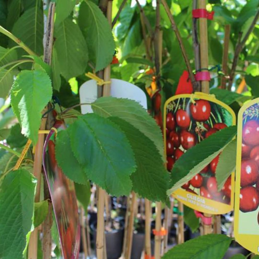 Sauerkirschbaum Amarena Montmorency – Obstpflanze Im Topf Ø 24/26 Cm, Höhe 160-180 Cm, Alter: 4 Jahre – Italienische Baumschule