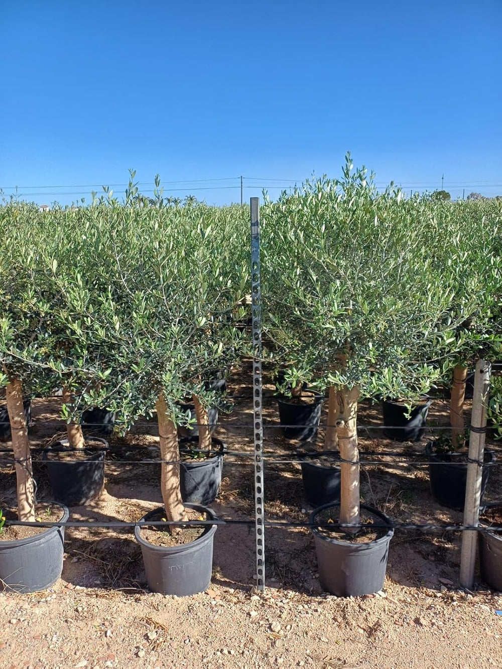 Sunny Tree Olivenbaum Olive '25 Jahre' 160 Cm, A+ Qualität, Winterhart, Olea Lechin Winterhart -18