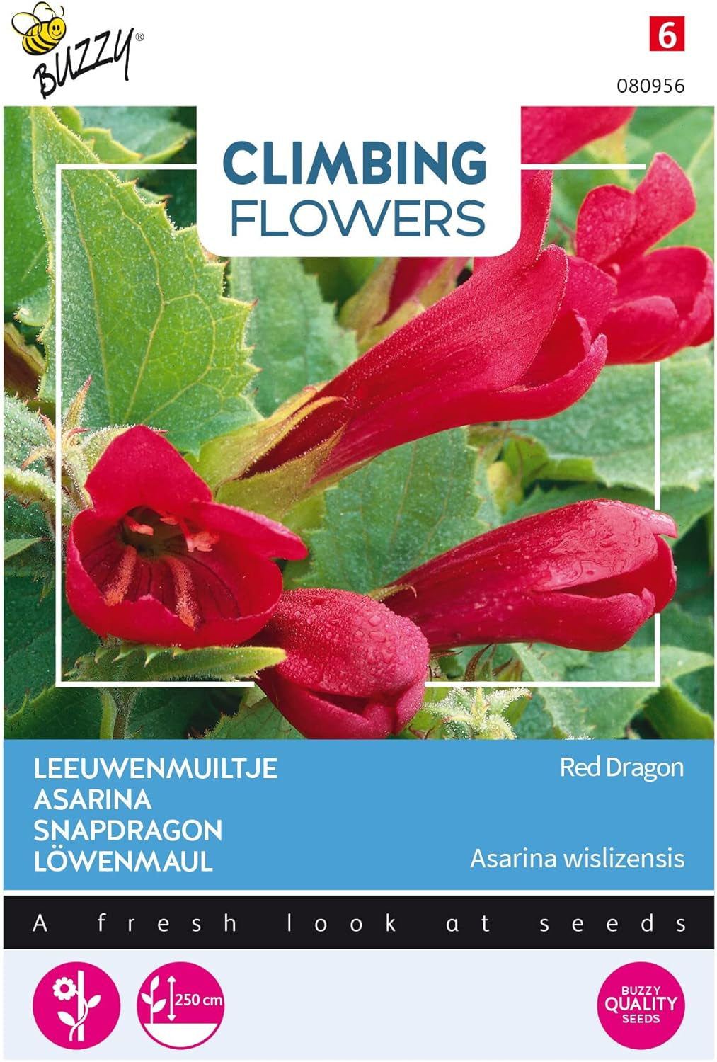 Fiori rampicanti ronzanti, drago rosso Asarina