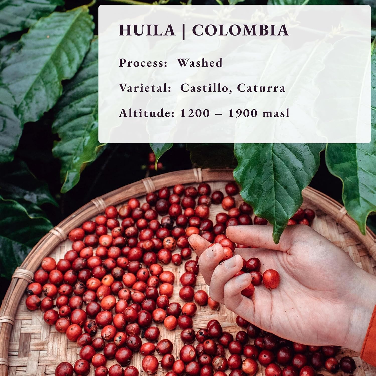 Roasted After Order ~ Freshest Specialty Coffee Beans | 80 CUP Roastery | Colombia Huila, Single Origin(1kg) Spezialitäten Kaffeebohnen, Frisch Geröstet