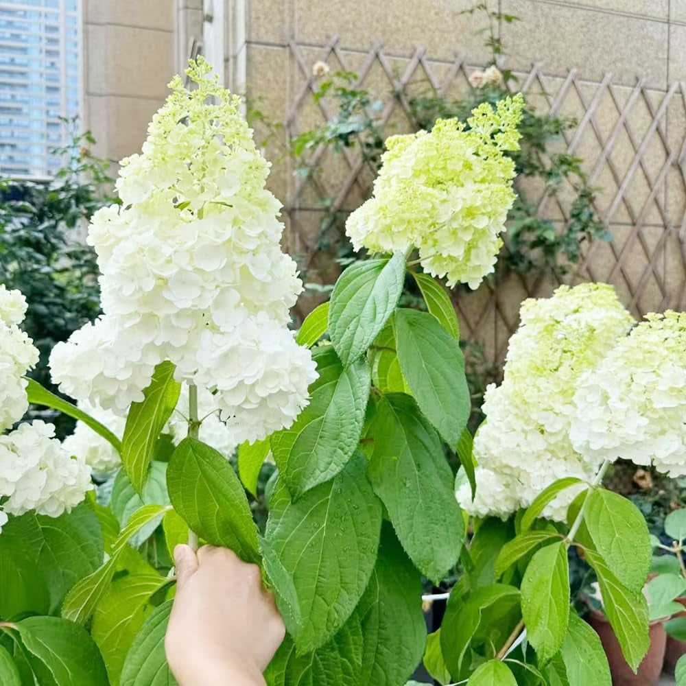 Rispenhortensie Balkon Blumenwiese Hydrangea Paniculata Frühlingsblume Winterharte Kübelpflanzen Schattenpflanzen Wildblumensamen Balkonblumen Schnittblumen Bodendecker Blumensamen 220Samen