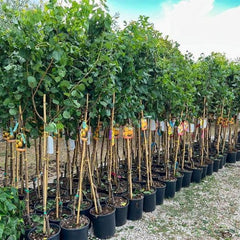 Aprikosenbaum Valleggia Obstbaum Im Topf 20 Cm Höhe Ca. 170 Cm – Alter 2 Jahre - Italienische Gärtnerei