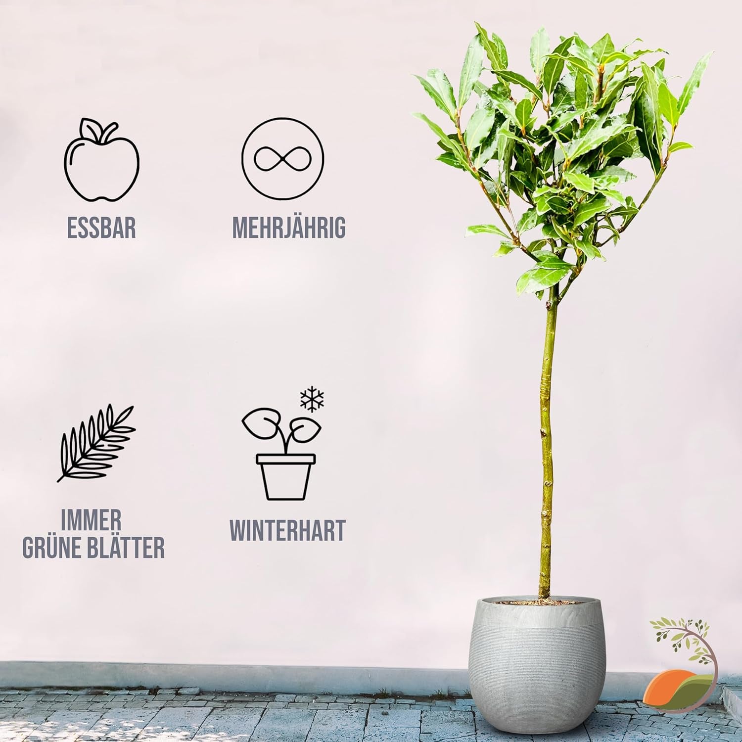 Tropictrees - Laurus Nobilis – Echter Lorbeerbaum Ca. 100 Cm Hoch Inkl. Topf – Winterhart & Immergrün – Mediterrane Kübelpflanze Für Garten, Terrasse & Balkon – Pflegeleicht & Duftet Aromatisch