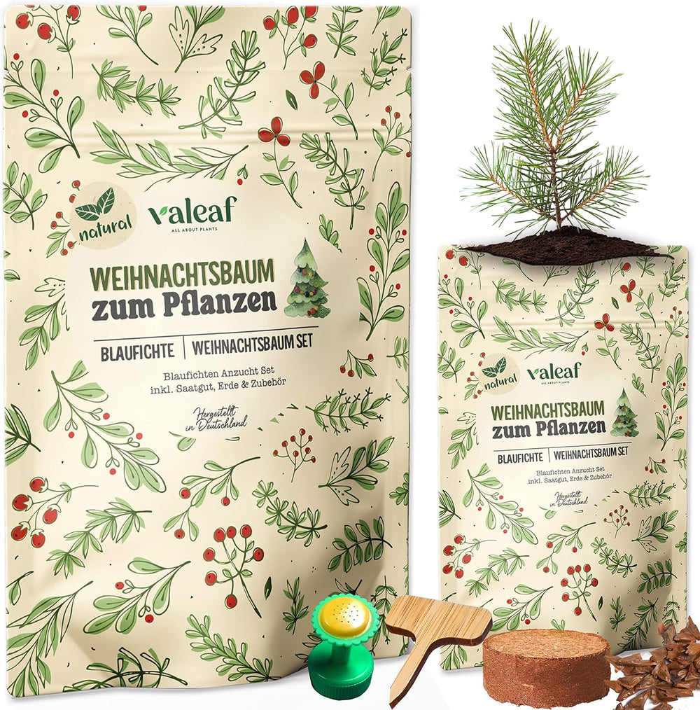 Weihnachtsbaum Anzucht Set I Tolle Geschenk-Idee, Wichtelgeschenke Weihnachten, Nikolausgeschenke Und Garten Geschenke I Weihnachtsbaum Aus Der Dose (Blaufichte 3)