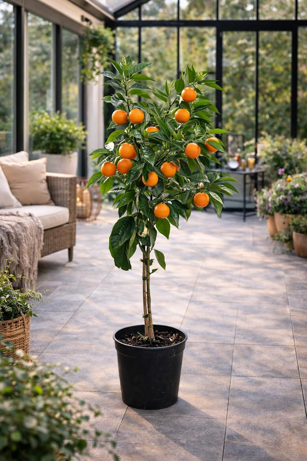 Mandarinenbaum 100–140 Cm Im Topf C17 – Citrus Reticulata – Mandarinen Pflanze Winterhart Bedingt, Immergrünes Zitrusbäumchen Für Balkon & Terrasse, Aromatische Früchte