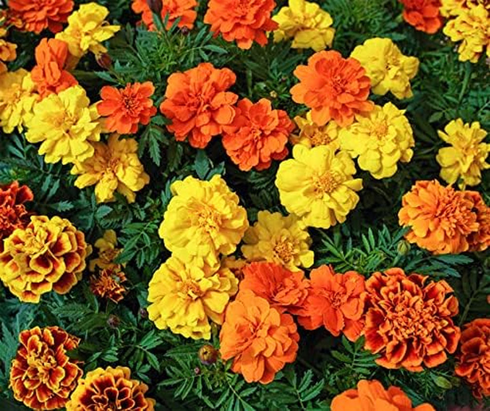 La Verde IO E IL MIO GIARDINO. Tagetes Bonita Mescolare i semi di fiori per ca. 100 piante, calendule a fioritura lunga, fiori doppi, semi non OGM
