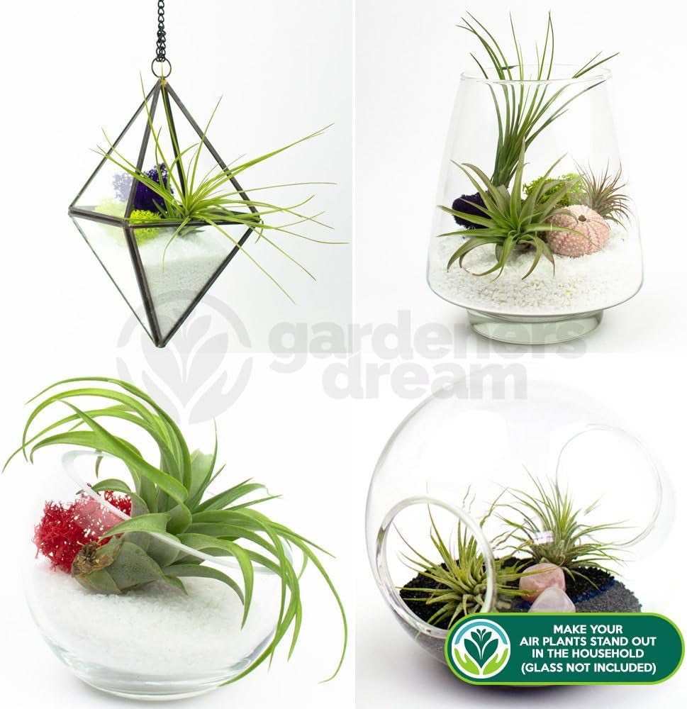 Il sogno dei giardinieri: 4 vere piante di Tillandsia - 4 vere piante d'aria di Tillandsia - Piante da terrario - Piante decorative da terrario - Piante da appartamento per purificare l'aria - Piante decorative - Piante vere
