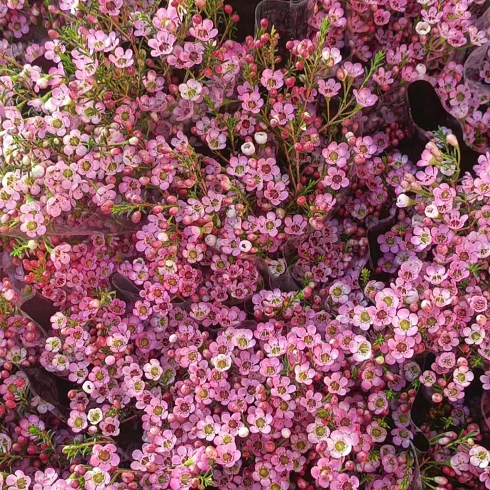 Chamelaucium Uncinatum - Balkonpflanzen Frühlingsblumen Hecken Sträucher Winterhart Blühend Gartendeko Für Draußen Luftreinigende Zimmerpflanzen Bonsaibaum Kletterpflanzen Herbst Deko 10Samen