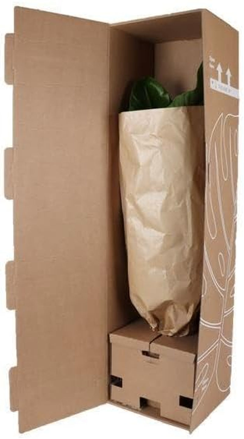Trendyplants - Strelitzia Augusta - Paradiesvogelblume - Zimmerpflanze - Höhe 150-170 Cm - Topfgröße Ø28Cm