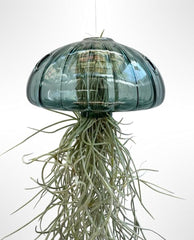 Jellyfish Luftpflanze XL – Smaragdgrüner Glas-Seeigel (Ca. 13 Cm) Mit Tillandsia – Handgemacht & Pflegeleicht – Hängedeko – Geschenkidee – Trendyairplants