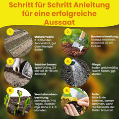 LERAVA® Sonnenblumen Samen Set (4 tipi) - Riesige gelbe & rote Sonnenblume - Zwerg und Sungold Teddy - Premium Sonnenblumensamen für Garten und Balkon - Blumensamen Geschenk für Hobbygärtner