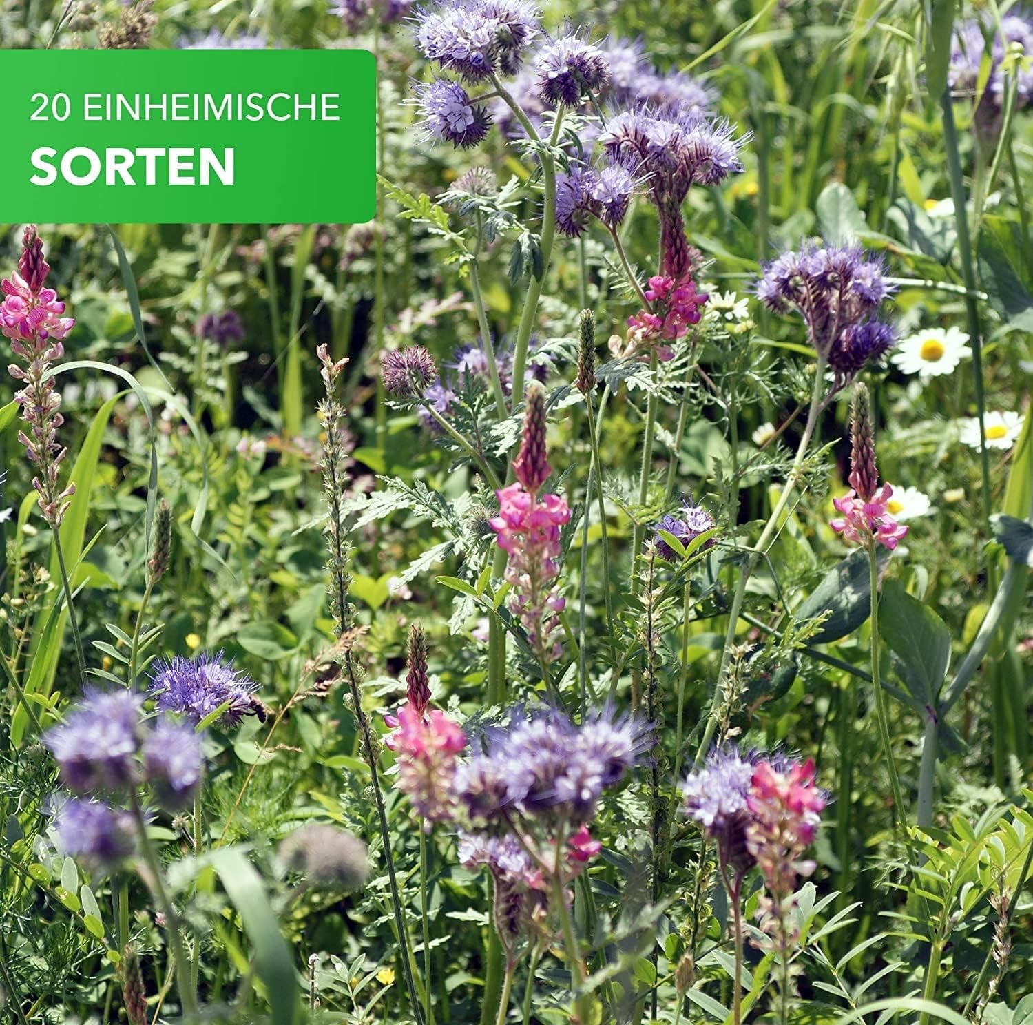 Magia della Natura 800gr. Blumensamen Mischung - Bienen Paradies - Blühfreudige Bienenweide per 150 bis 250 m²
