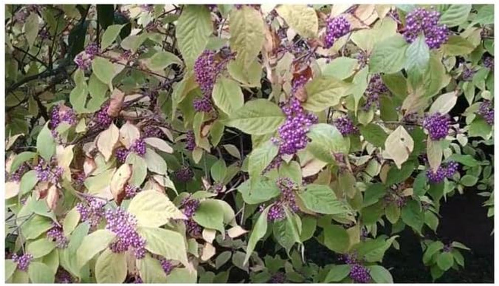 Stk - 10X Callicarpa Japonica Leucocarpa Japanische Schönfrucht Pflanzen - Samen B198 -