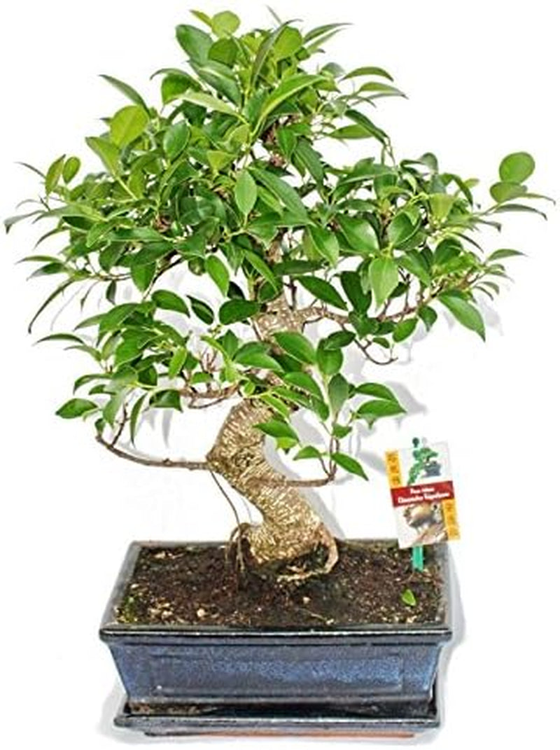 Exotenherz - Bonsai Chinesischer Feigenbaum - Ficus Retusa - Ca. 10 Jahre