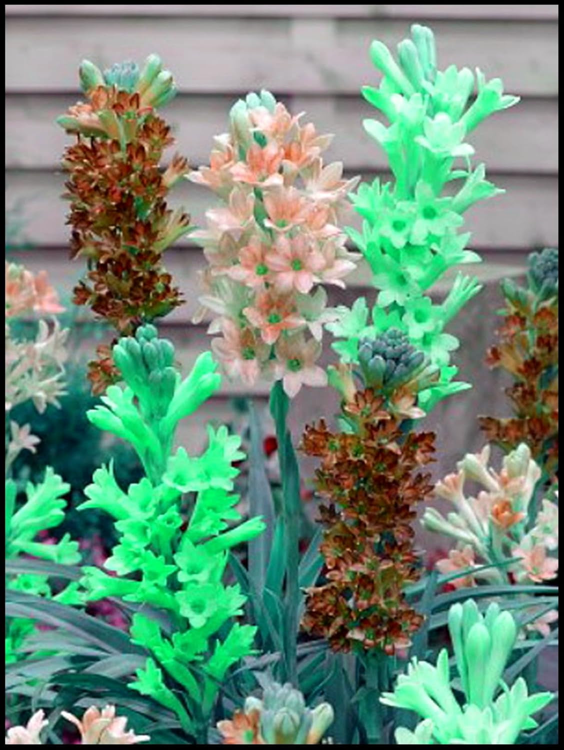 Mix di bulbi da fiore, bulbo magico misterioso, piantagione resistente, bulbo da fiore perenne resistente all'inverno, bulbi resistenti - 3 bulbi di orchidea