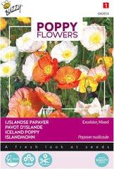 Fiori di papavero Buzzy Poppy Islanda