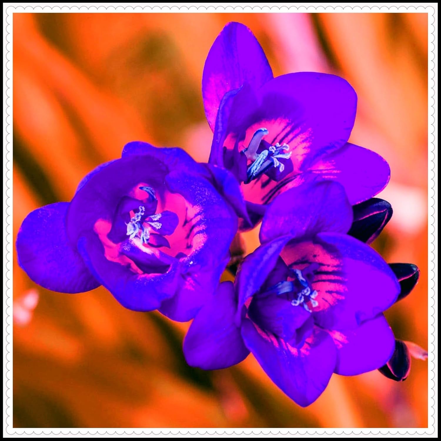 Mix di bulbi da fiore, bulbo magico misterioso, piantagione resistente, bulbo da fiore perenne resistente all'inverno, bulbi resistenti - 3 bulbi di orchidea