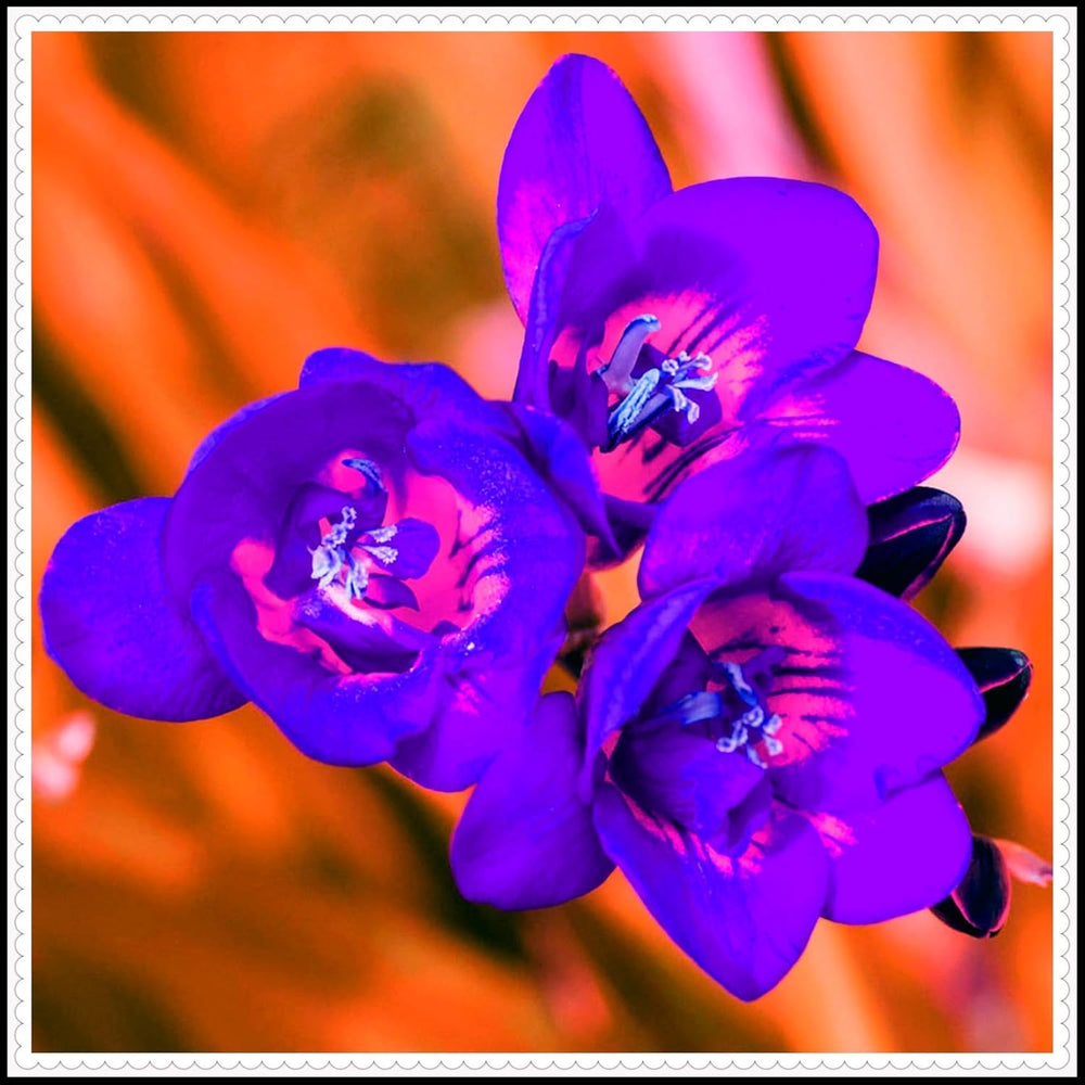 Mix di bulbi da fiore, bulbo magico misterioso, piantagione resistente, bulbo da fiore perenne resistente all'inverno, bulbi resistenti - 3 bulbi di orchidea