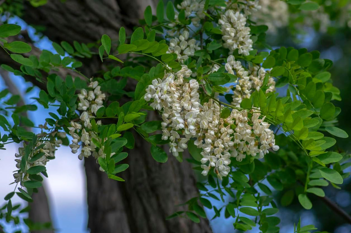 100 Samen Robinie Robinia Pseudoacacia Nyírségi Wertholz Ca. 50% Gerade Stämme