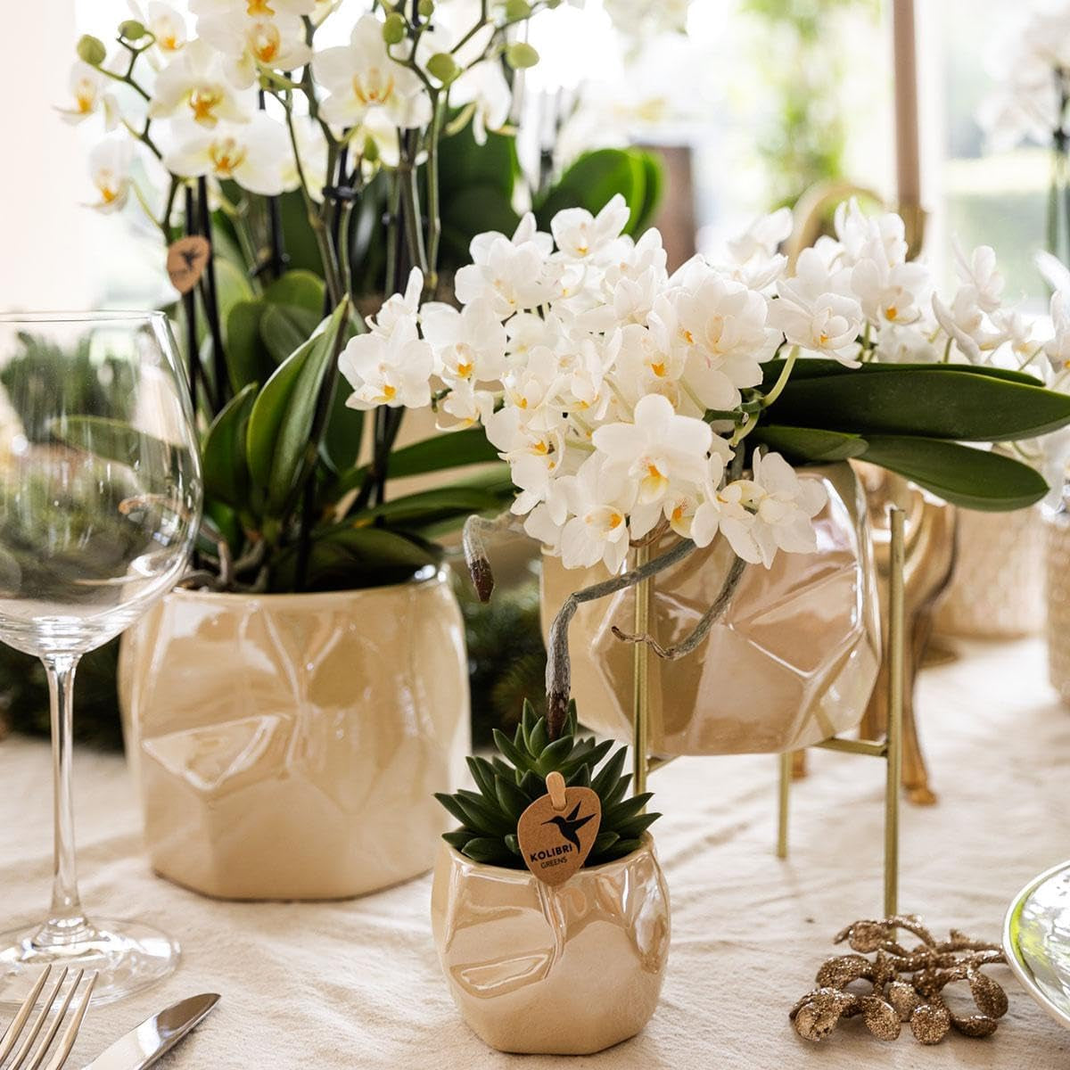 Kolibri Orchids | Weiße Phalaenopsis Orchidee - Nazaré - Topfgröße Ø9Cm | Blühende Zimmerpflanze - Frisch Vom Züchter