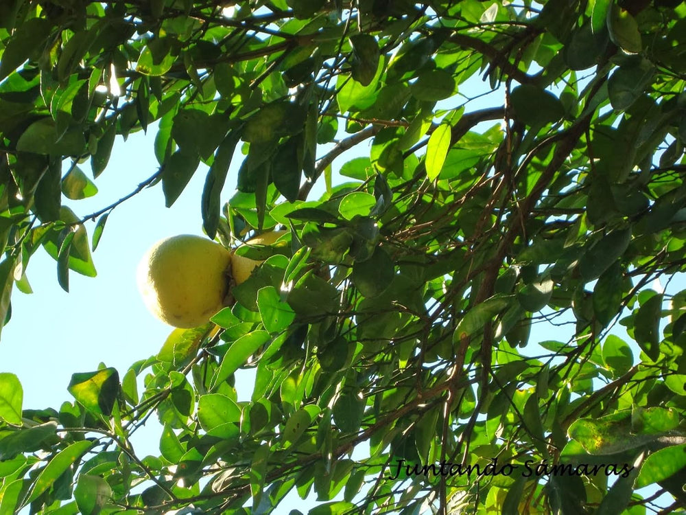 10 Grapefruitkerne (Citrus Paradisi)