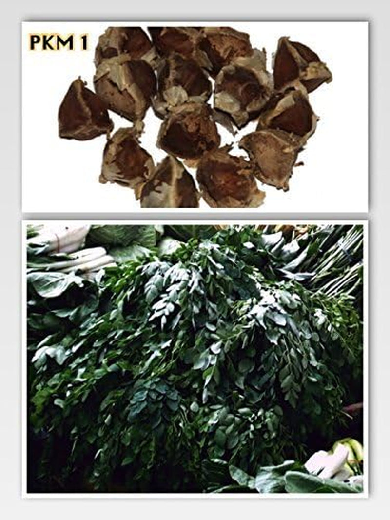 Moringa - Moringa oleifera - 100 semi *Chiamato anche albero di rafano*