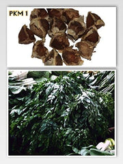 Moringa - Moringa oleifera - 100 semi *Chiamato anche albero di rafano*