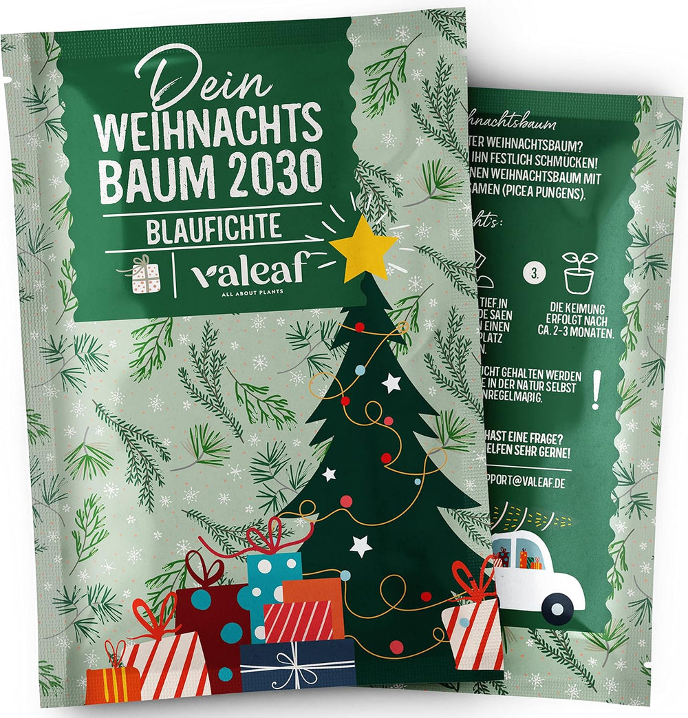 Albero di Natale 2030 - Semi di albero di Natale Nordmann per piantare un albero di Natale, ideale come regalo di Natale segreto di Babbo Natale