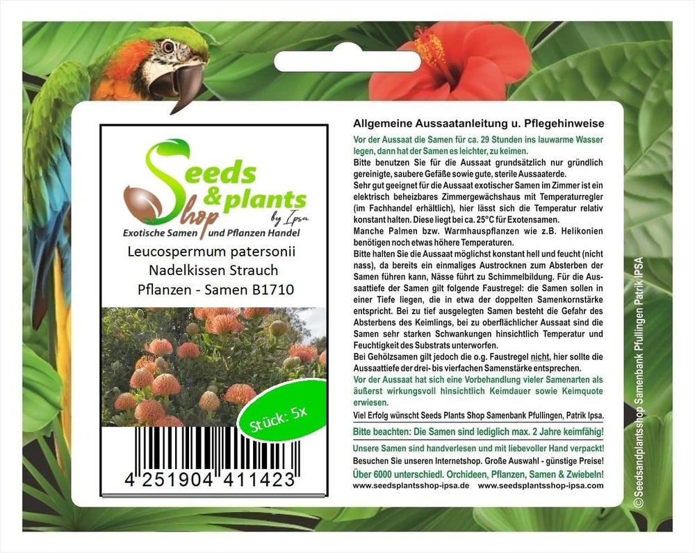 Stk - 5X Leucospermum Patersonii Nadelkissen Strauch Pflanzen - Samen B1710 -