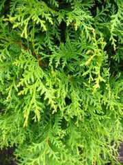 Brabant Lebensbaum Thuja Occidentalis Brabant 100-125 Cm Hoch Im 5 Liter Pflanzcontainer