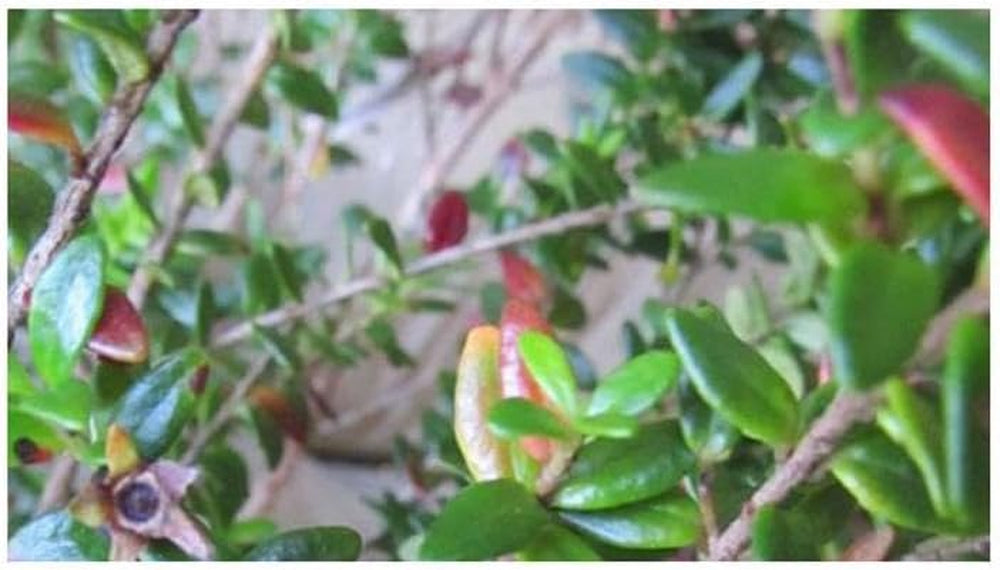 Stk - 10X Myrtastrum Rufopunctatum Strauch Garten Pflanzen - Samen ID1463 -