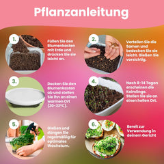 LERAVA Kräutersamen Set – 12 Sorten: Basilikum Samen, Parsilie Samen, Koriander, Origano & mehr – Saatgut für frische Kräuter im Garten oder Topf, Premium Samen für Küche & Balkon - Samen set, semi