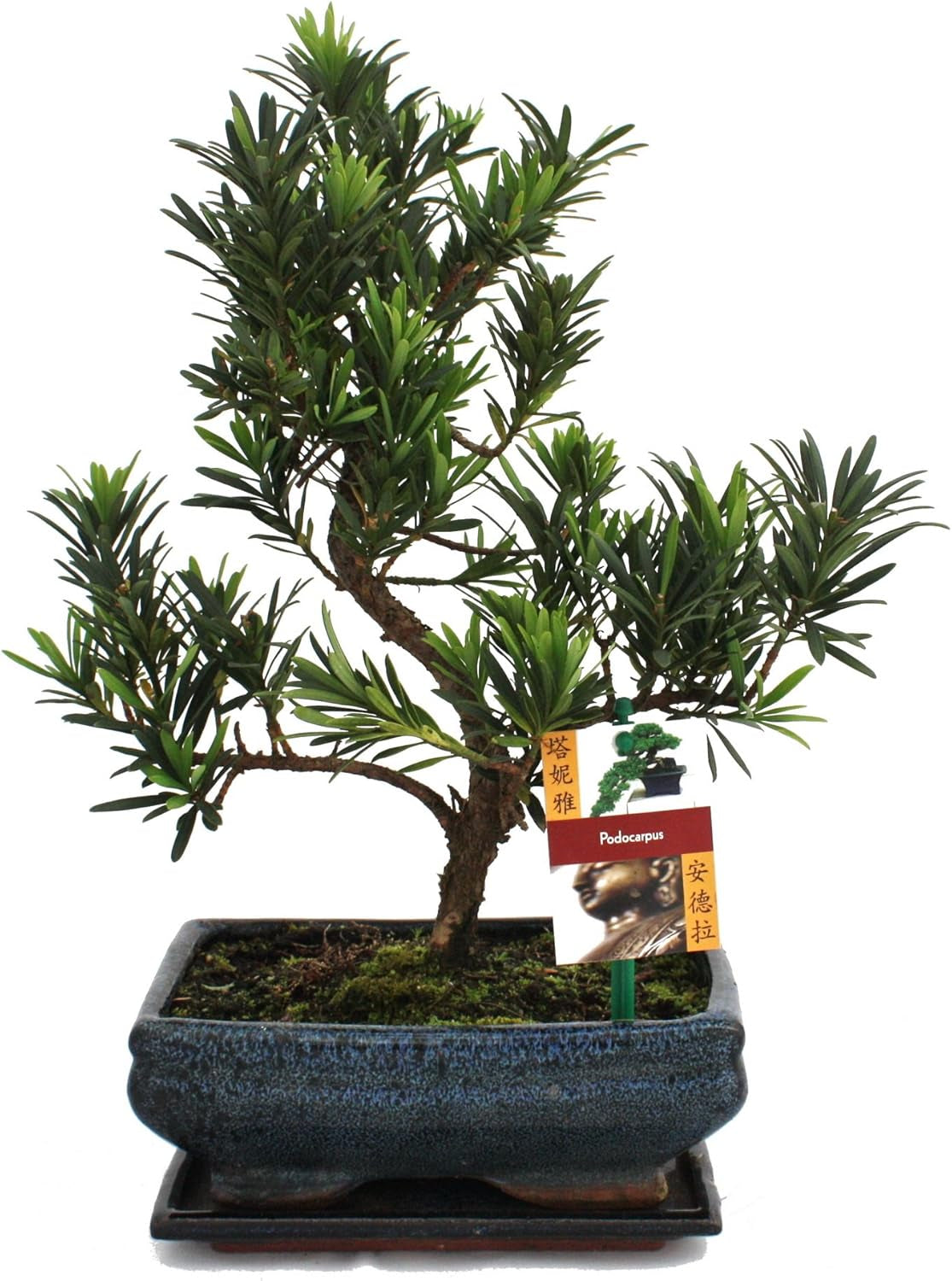 Exotenherz - Bonsai Chinesischer Feigenbaum - Ficus Retusa - Ca. 10 Jahre