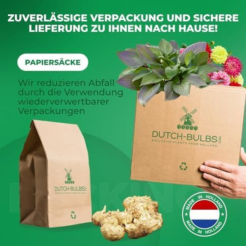 Calla Lilien Zwiebeln Winterhart Mehrjährig - Zantedeschia - 10 große Blumenzwiebeln, 5 Sorten Mix - Echte Pflanzen aus Holland - für Garten und Topf (grosse Knollen, kein Samen und nicht künstlich)