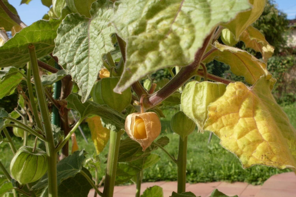 SAFLAX - Kapstachelbeere/Andenbeere - 100 Samen - Physalis Peruviana