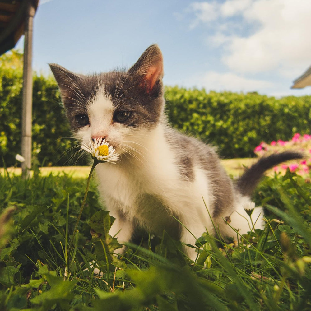 Premium Katzengras Samen Chrestensen Gartenkinder, Grassamen Schnellkeimend Mit Anleitung Für Kinder, 1 Dose Für Ca. 2-2,5 M² Katzengras Fertig Gewachsen, Natürliche Katzen Leckerlies Zu Hause