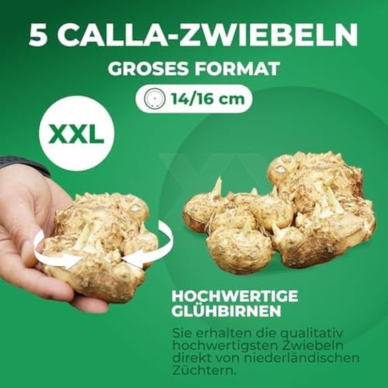 Calla Lilien Zwiebeln Winterhart Mehrjährig - Zantedeschia - 10 große Blumenzwiebeln, 5 Sorten Mix - Echte Pflanzen aus Holland - für Garten und Topf (grosse Knollen, kein Samen und nicht künstlich)