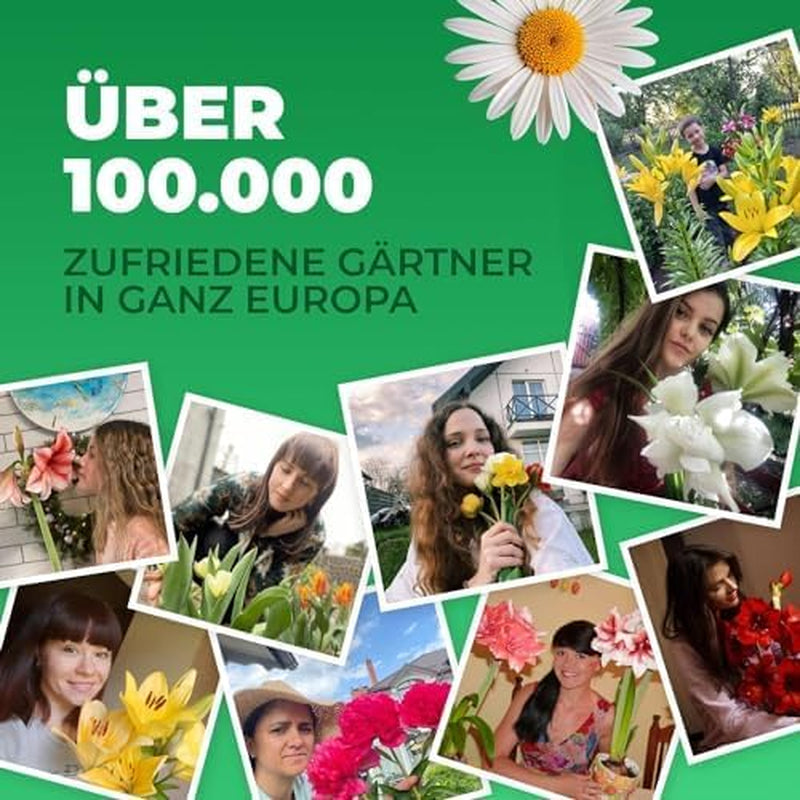 Calla Lilien Zwiebeln Winterhart Mehrjährig - Zantedeschia - 10 große Blumenzwiebeln, 5 Sorten Mix - Echte Pflanzen aus Holland - für Garten und Topf (grosse Knollen, kein Samen und nicht künstlich)