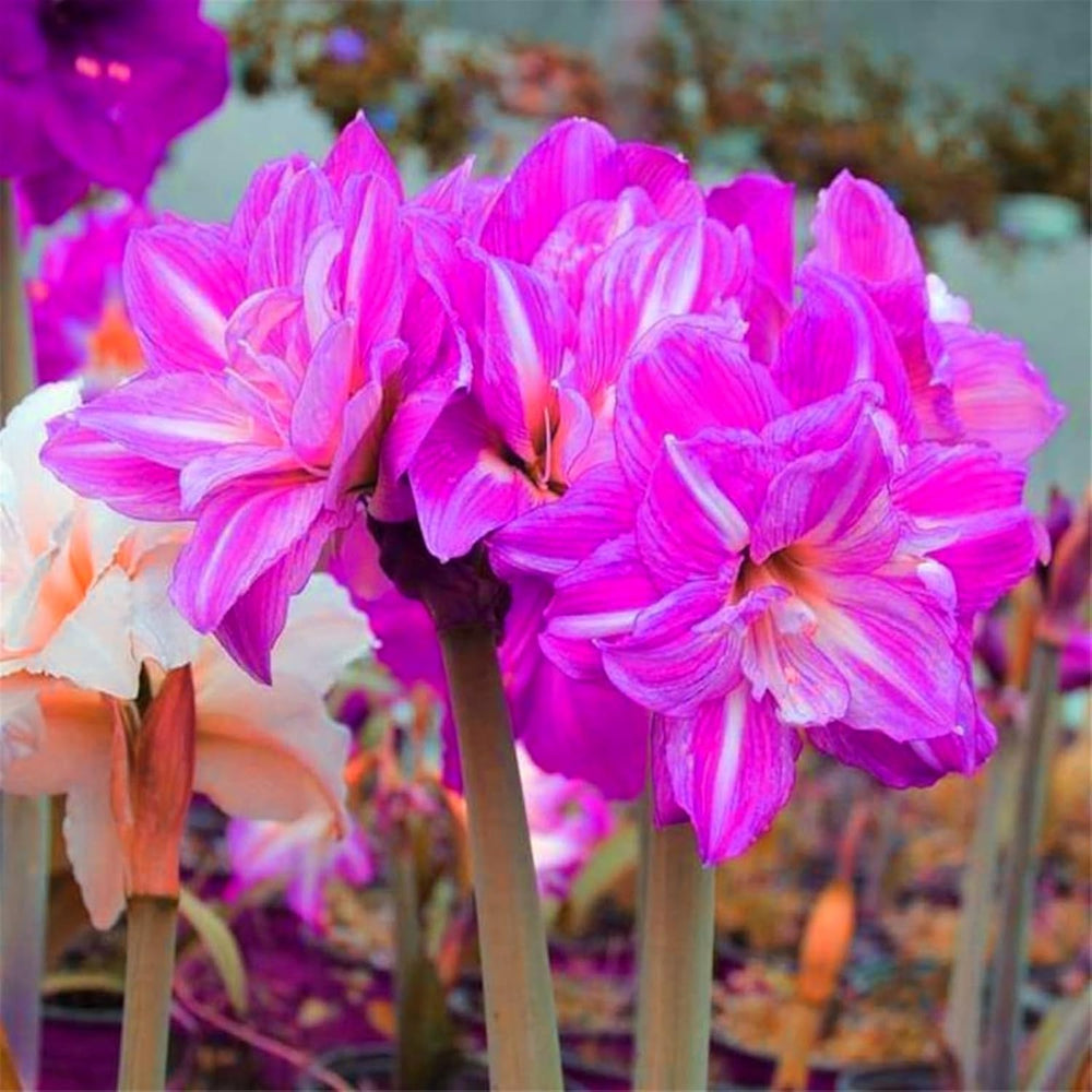 Mix di bulbi da fiore, bulbo magico misterioso, piantagione resistente, bulbo da fiore perenne resistente all'inverno, bulbi resistenti - 3 bulbi di orchidea