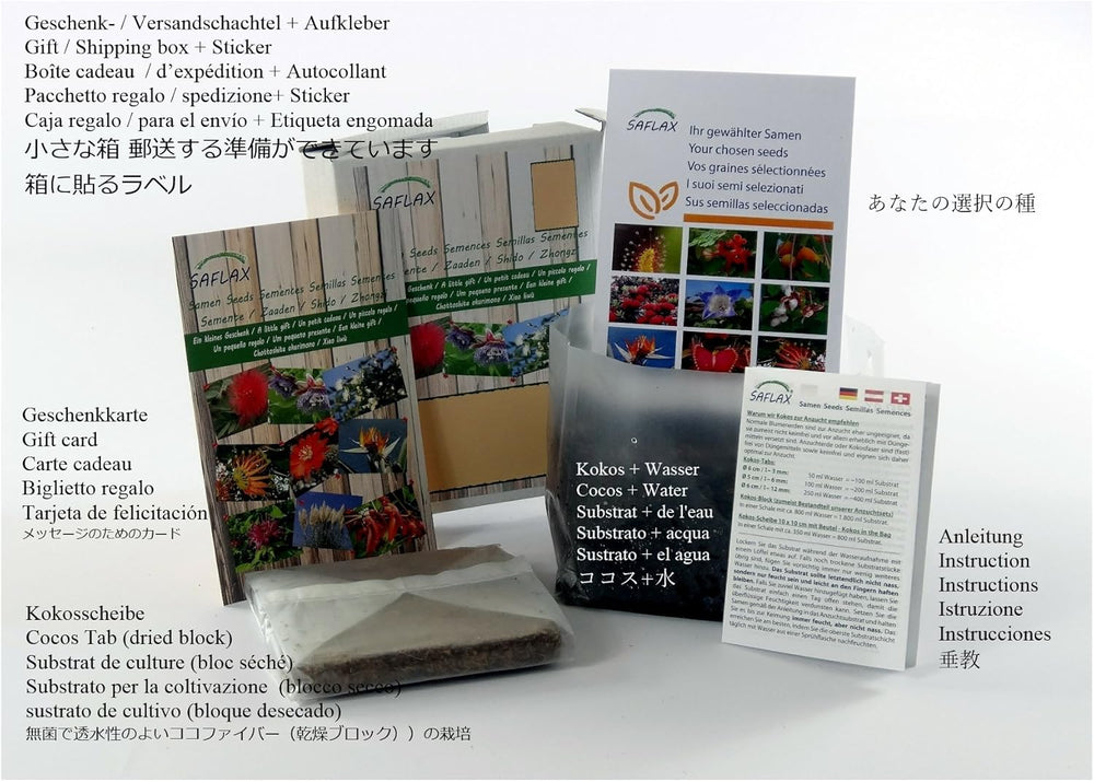 SAFLAX - Geschenk Set - Afrikanischer Affenbrotbaum - 6 Samen - Mit Geschenk- / Versandbox, Versandaufkleber, Geschenkkarte Und Anzuchtsubstrat - Adansonia Digitata