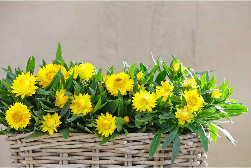 Ghiveci Dehner din ratan, aprox. 40 x 23 x 20 cm, țesătură de ratan, gri/maro